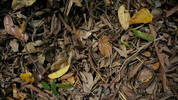 Fallen leaves on the ground. Autumn background. Selective focus. photo