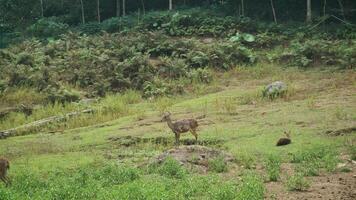 Deer standing on field in the forest background. photo