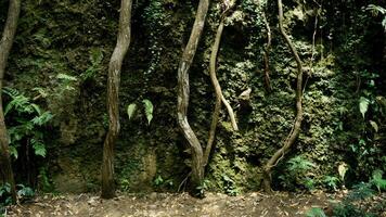 Roots of trees in the rainforest. Wall nature background. photo
