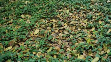 Fallen leaves on the ground in the forest. Natural background. photo
