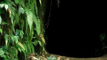 Green fern leaves on a black background in the rainforest. Tunnel in the jungle with green leaves. photo