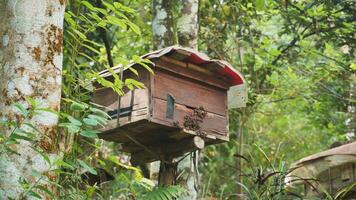 Old wooden beehive on the edge of the forest. Beekeeping. Wooden beehive and bees. photo