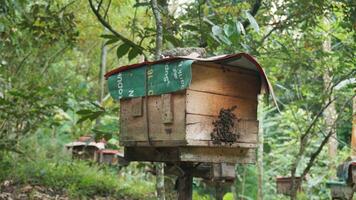 Old wooden beehive on the edge of the forest. Beekeeping. Wooden beehive and bees. photo