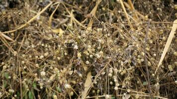 Dry flax seeds in the field, closeup of photo. photo