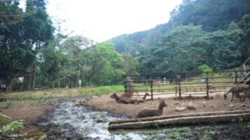 Blurred image of Herd of deer in a zoo with muddy ground and wooden cage. photo