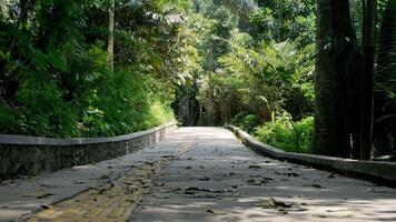 Concrete walkway in the jungle with green plants and trees in Indonesia. Nature travel. photo