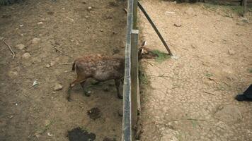 Deer in a wooden cage at the zoo. Protected animal captivity. photo