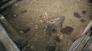 Deer in a wooden cage at the zoo. Protected animal captivity. photo