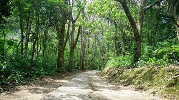 Walkway in the forest, Path in the forest in Indonesia. photo
