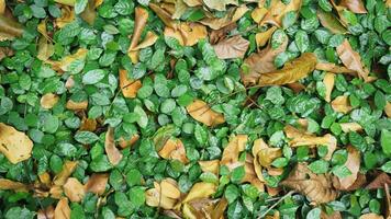 Green leaves on the ground covered with the first fallen autumn leaves. Natural background and texture for design. photo