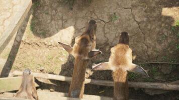 Top view deer head in the zoo with wooden cage. photo