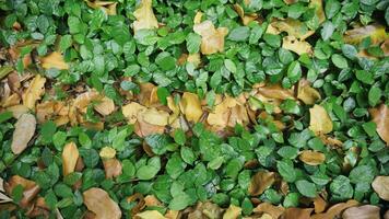 Green leaves on the ground in the garden with copy space for text. photo