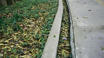 Fallen leaves on the concrete pathway in the park, Indonesia. photo