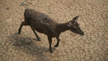 Sika deer Cervus nippon in the zoo. photo