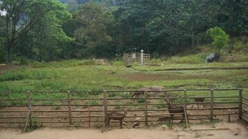 Deer in a wooden cage at the zoo. Protected animal captivity. photo