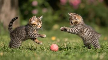 Two cute little kittens playing with a red ball in the garden. photo