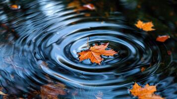 Colorful autumn leaves in lake water. Floating autumn leaf in park pond. Autumn nature background in october november. Beautiful reflection in water photo