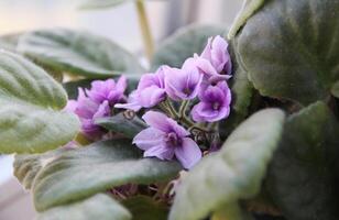 Saintpaulia flower in a pot blooming on a windowsill. Houseplant violet blooming on the windowsill photo
