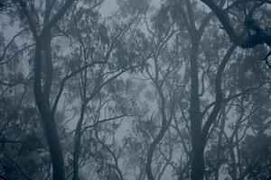 A foggy forest with trees and a bird flying photo