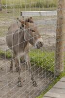 A donkey is standing behind a fence photo