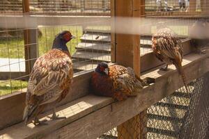 A group of pheasants sitting on a fence photo