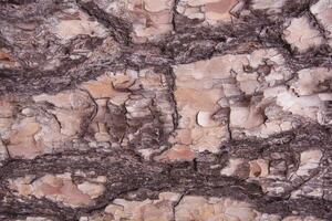 A close up of a tree bark with a pattern photo