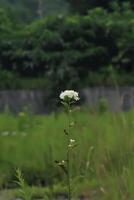 A single white flower is standing in the middle of a field photo