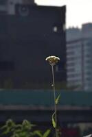 A lone flower in front of a city skyline photo
