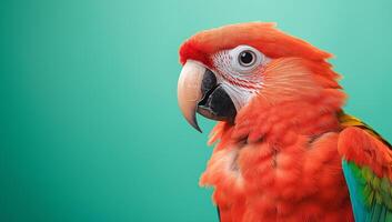 A close up of a colorful parrot photo