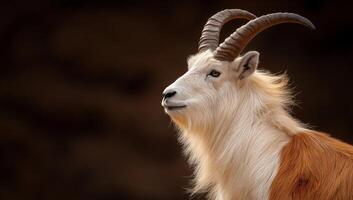 A goat with long horns standing in front of a dark background photo