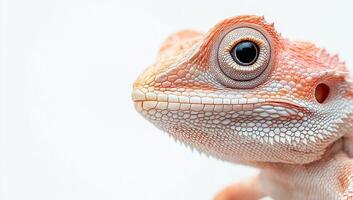 A close up of a lizard's face photo
