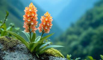 A small orange flower is growing on a rock in a lush green forest. The flower is surrounded by moss and is the only thing visible in the image. Concept of tranquility and serenity photo