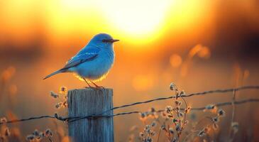 A blue bird is perched on a wooden post next to a fence. The sun is setting in the background, casting a warm glow over the scene. The bird appears to be enjoying the peaceful moment photo