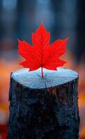 A red leaf is on top of a log. The leaf is the only thing visible in the image photo