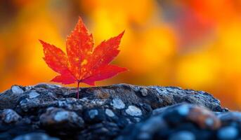 A leaf is on a rock with a background of orange and yellow colors. The leaf is red and it is the only thing in the image photo
