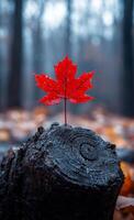 A red leaf is on top of a log. The leaf is surrounded by a dark background. Concept of solitude and tranquility, as the leaf stands alone on the log, seemingly untouched by the world around it photo