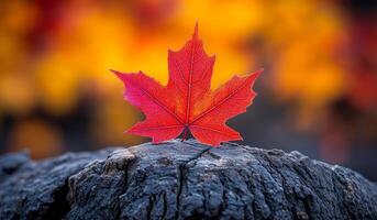 A red leaf is on top of a log. The leaf is surrounded by orange leaves, which gives the impression of autumn. Concept of warmth and nostalgia photo