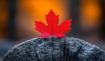 A red leaf is on top of a log. The leaf is the only thing visible in the image photo