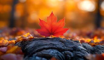 A red leaf is on a rock in the fall. The leaf is surrounded by fallen leaves, creating a beautiful and serene scene. Concept of tranquility and the beauty of nature during the autumn season photo