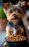 A small dog is sitting in front of a bowl of food. The dog appears to be looking at the camera with a sad expression photo