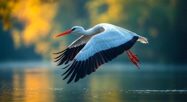 A white and black bird is flying over a body of water. The bird is in the air and has its wings spread out. The water is calm and still, creating a peaceful atmosphere photo