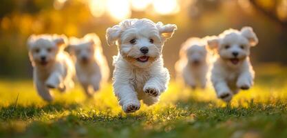 A group of joyful puppies runs across a grassy field during a warm sunset, capturing the essence of playful energy and companionship. photo