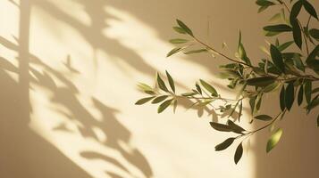 Blank wall building with shadow sunlight light from window and plant copy space background photo