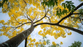 Captivating tree trunk wood with yellow blossom from low angle view perspective and blue sky photo