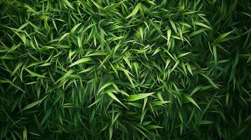 Green grass texture natural fresh field garden spring meadow photo