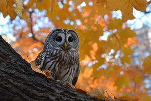 Ural owl perched on branch in autumnal forest photo