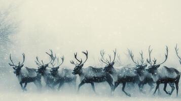 Reindeer Herd Walking Through a Snowy Landscape photo