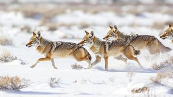 A Pack of Coyotes Running Through a Snowy Landscape photo