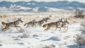 Pack of Coyotes Running Through Snowy Landscape photo