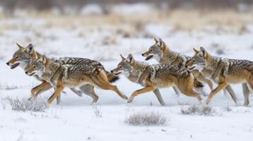 A Pack of Coyotes Running Through Snow photo